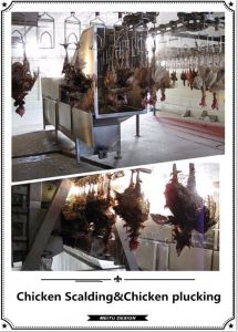 Poultry Equipment for Chicken Plucking Machine/Scalding Machine