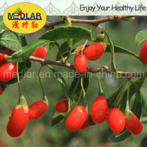 Medlar Health Care Food Chinese Wolfberry