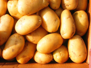 80-150 Top Quality Golden Fresh Potato